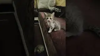 Tom and Jerry #catlover #funny #cute #mint #cat #kitten #love #baby