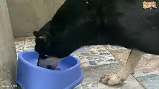 HAPPY DOG EXCITED TO EAT - Pepper The Parvo Guy 🍃🍂🥓🐕
