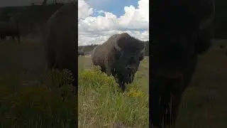 BEST BISON CLOSE -4K- live sound-Wildlife Photography-Grand Teton Park/Yellowstone/#shorts #wildlife
