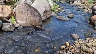 River Flow: A Tranquil Soundtrack for Peaceful Moments. River Sound Waves for Ultimate Sleep