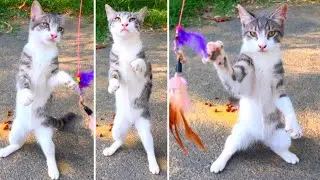 The Acrobatic Cat! The Best Balance! |4K