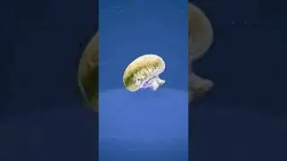 spinning mushroom #spin #spinning #spinner #weirdandfunny #funnyvideos #foryou #meme