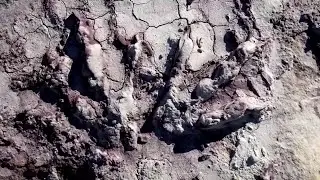 Geologen entdecken hunderte Dinosaurier-Spuren in Polen