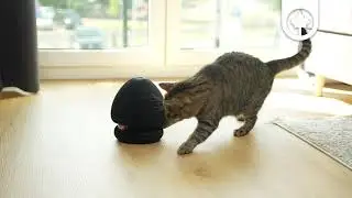 CanadianCat Champi &ndash; stylisches Kratzspielzeug f&uuml;r aktive Katzen