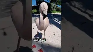 #animals #aruba #wildlife #beautiful #nature #youtube #shorts #viral #video #holiday #enjoy #life