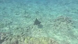 Maui 1611