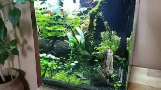 Nano cube 30l Dennerle