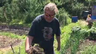 First early potato reveal