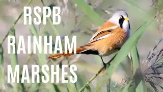 Mindful Moments: RSPB Rainham Marshes