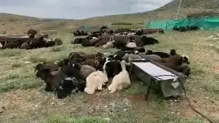 Muhteşem bir video