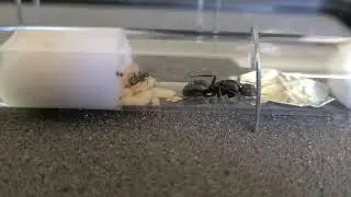 First Nanitic & Queen's First Sip of Honey - Camponotus Pennsylvanicus