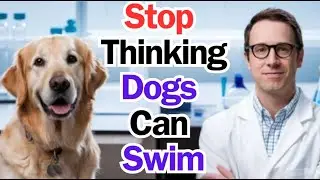 STOP Thinking All Dogs Can Swim Naturally