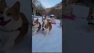 Corgi Sled Team