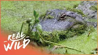 Exploring One Of The Wettest Places On Earth & It's Aquatic Wildlife | Modern Dinosaurs