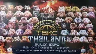 american bully TBKC Thailand bully expo 1