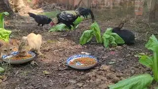 A Joyful Lunchtime Together: All Our Pets Share the Moment | Paw & Hoof Life | 4K60FPS