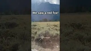 We saw a red fox at #grandtetonnationalpark!