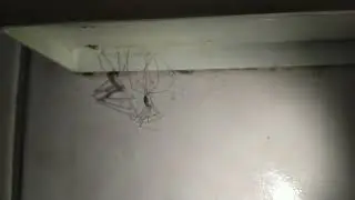 Spider shedding skin/exoskeleton