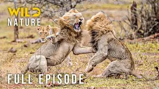LION DYNASTY - The Exile&rsquo;s Trial of Survival (Full Episode) | Nature animal documentary