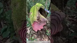 Hand-sawing chicken blood vine in the mountains