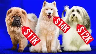 Most Expensive Dog Breeds in 2023