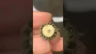 Velvetleaf cutting #velvetleaf #trending #shorts #share #viral #short #post #reels