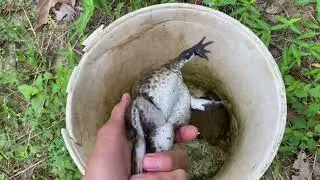 Catch frog jumping for fun | Catching big bull frogs funny | Catch a frog #shorts #frog #shortvideo