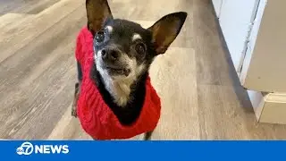 Toothless therapy dog brings smiles and comfort during dental visits