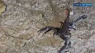 Scorpion Sighting in Mirik: Rare Encounter Near Toorbox Homestay