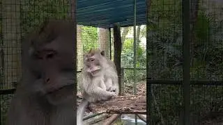Blind monkey bitten by poisonous snake