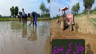 chawal ki fasal lagane ka tarika Khechri  Vlog