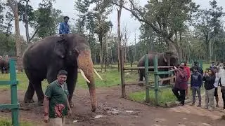 Bhima & Srikanta Elephant's at Mattigodu Elephant Camp.#elephantcamp #elephant 