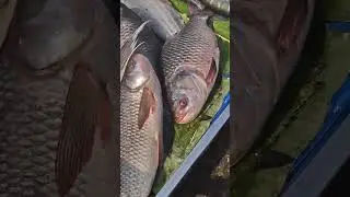 সাওদার আব্বু চলে গেল গাজীপুর জামাই মেলাতে তো মেলাতে  দেখুন কি সুন্দর সুন্দর মাছ। 