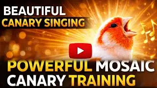 This Canary Singing Will Amaze You | Long Training Video #canarysinging #unfrezzmyaccount #monitize 