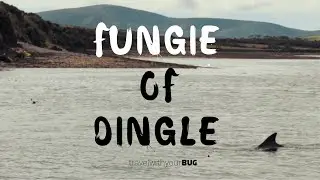 Dingle Dolphin Boat Trip | Cinematic
