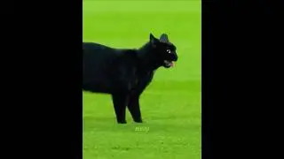 Epic Cat Moments in Football 🤣