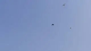 Dawai dekhiae Ek Naya kabutar a gaya hai dekhte hain Pakda tha ki nahin pura video Dekhen