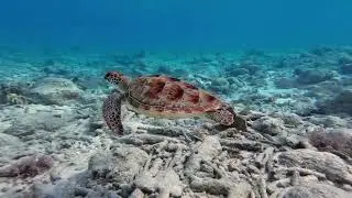 Mapping Global Shipless Areas and Conflict Zones between Shipping and Marine Biodiversity