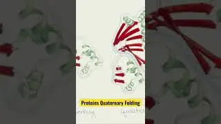 How Proteins Fold: The Quaternary Structure of Proteins Explained