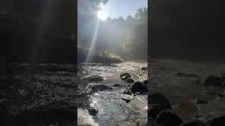 Peaceful Morning River | Relaxing Nature Video for Mind & Soul