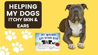 How I figured out my dogs food sensitivities | Glacier Peak Holistics | Dog allergies