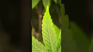 LEARN TO SETUP GROWTEMT CHEAP ❗️ @KAMIKUSH #veg stage #KamiKush   #organicgrowing  #cannabisculture