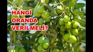Zeytin Bakımında Neler Yapılmalı? Zeytine Bakır Ne Zaman Atılır? Bakır Atımının Faydaları Nelerdir?