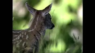Eco Explorers Song - by Edward Homer
