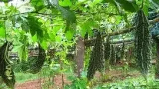 मचान विधि से करेले की खेती|Bitter gourd farming|Machan par karela ki kheti|karele ki kheti video