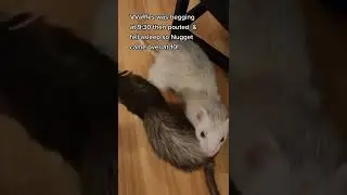 Secret Voupies with Nugget