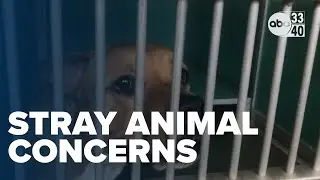 Birmingham residents fear for safety as stray animal crisis deepens
