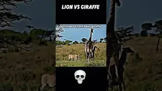 #animals #wildlife #zoo #lion #phonk #camel #slowedandreverb #slowed #anime #music