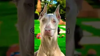 Pitbull vs Doberman: Who REALLY Dominates?