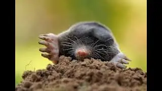 How to kill moles